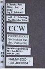 Etiketten zu Pleurathous circassicus (NHMW-ZOO-COL-0008634)